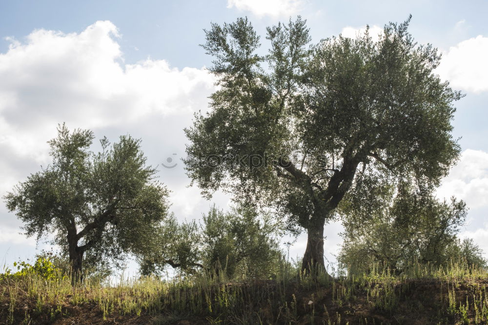 Similar – Auf der anderen Seite Baum