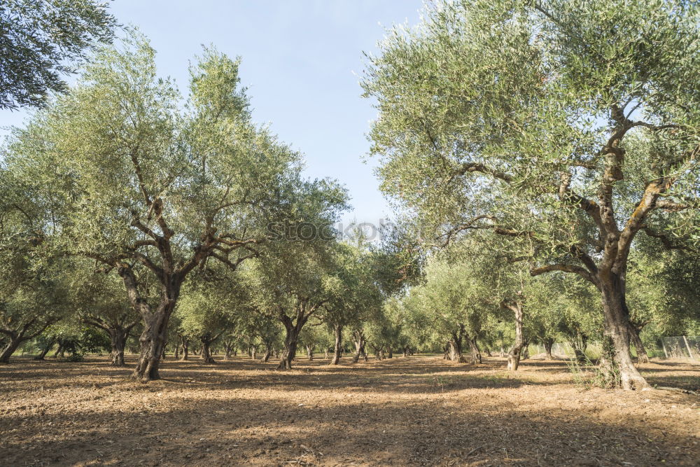 Similar – olive trees Environment