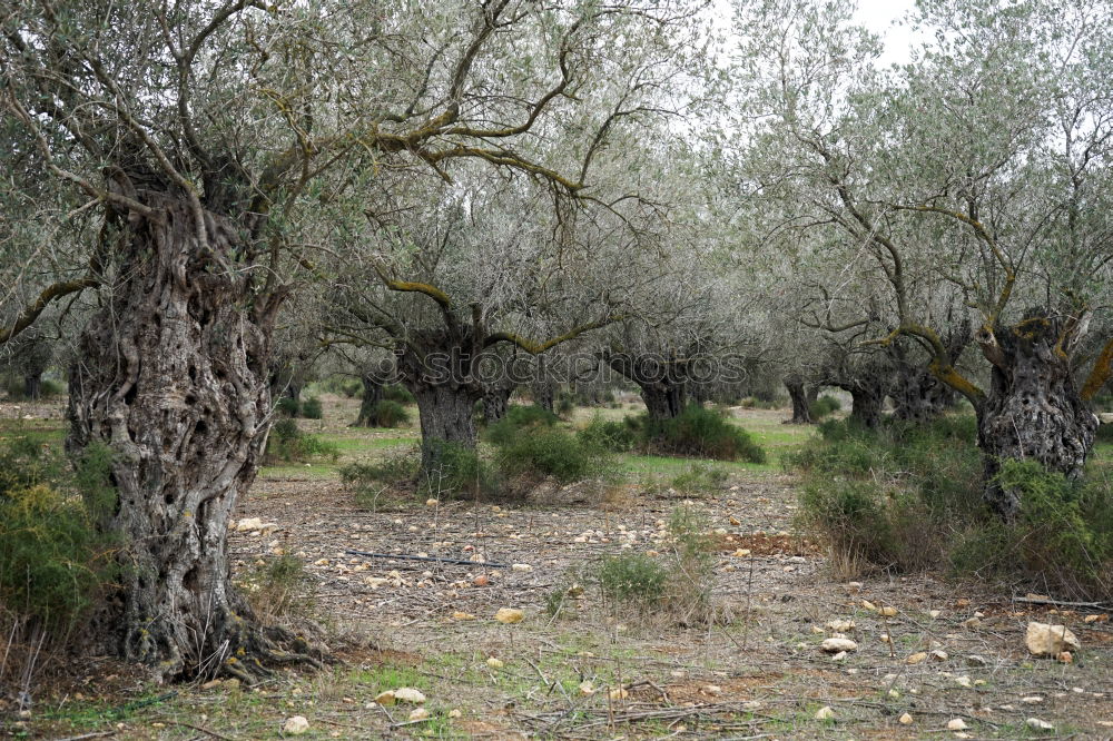 Similar – Image, Stock Photo bald tree Nature Landscape