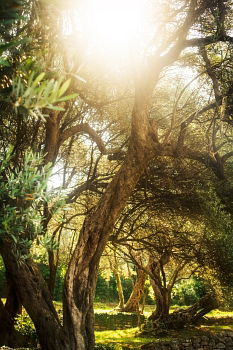 Similar – Image, Stock Photo Sunrise in the park