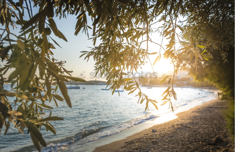 Olive trees, sea and sunset.