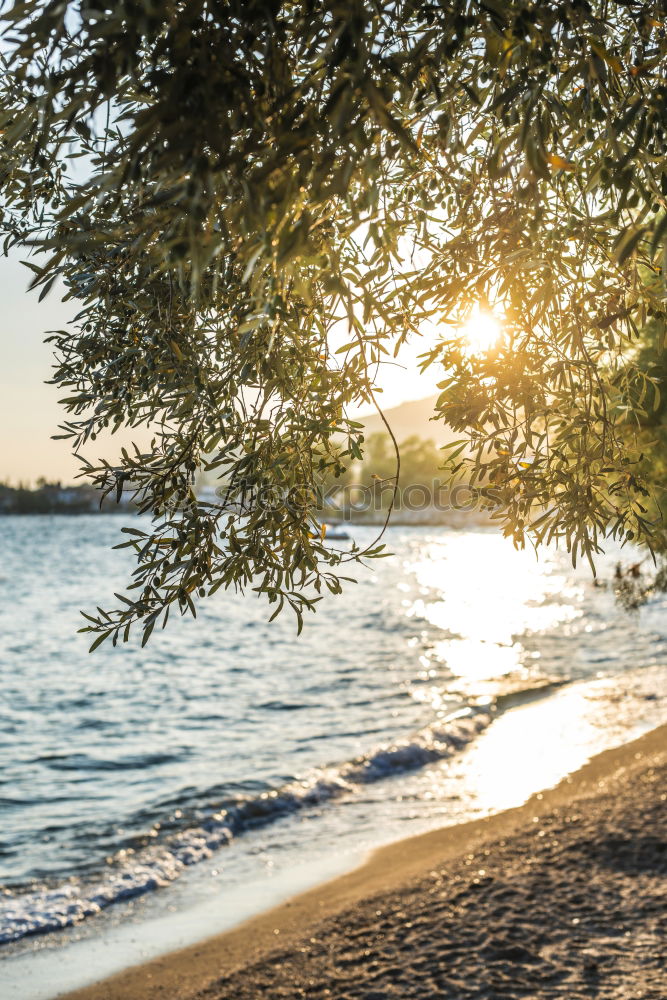 Olive trees, sea and sunse