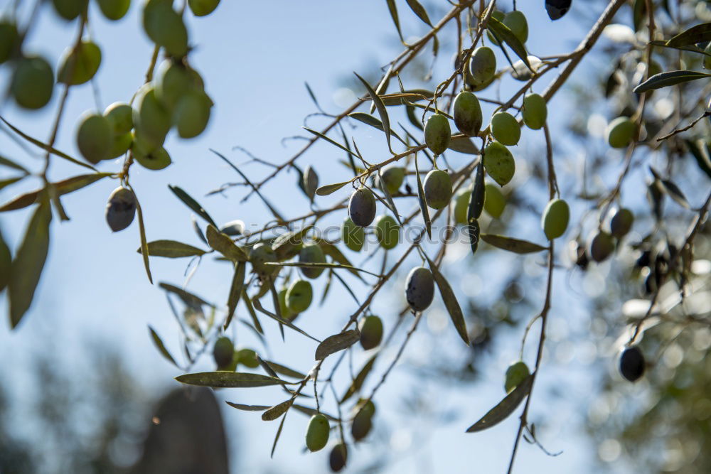 Olive tree in the evening.