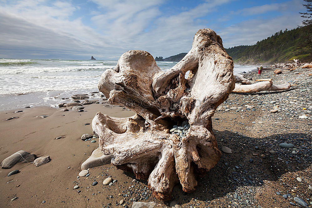 Similar – Long Beach Driftwood