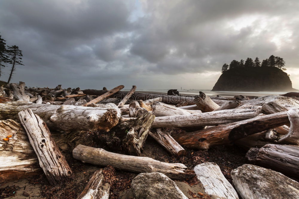 Similar – Long Beach Driftwood