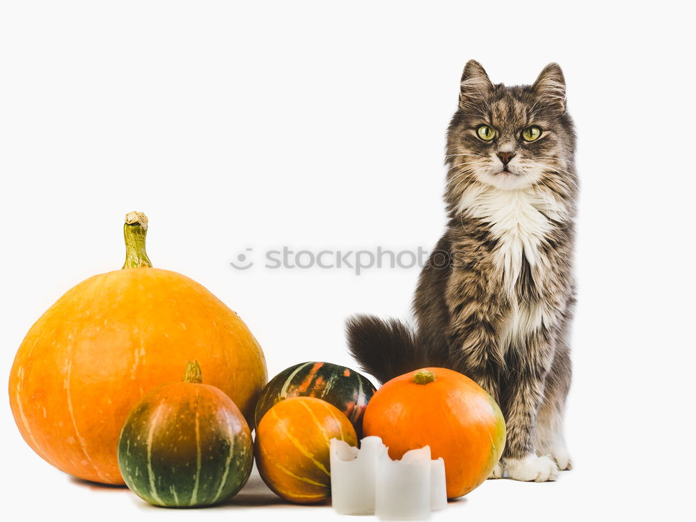 Similar – Image, Stock Photo Cat and pears Food Fruit