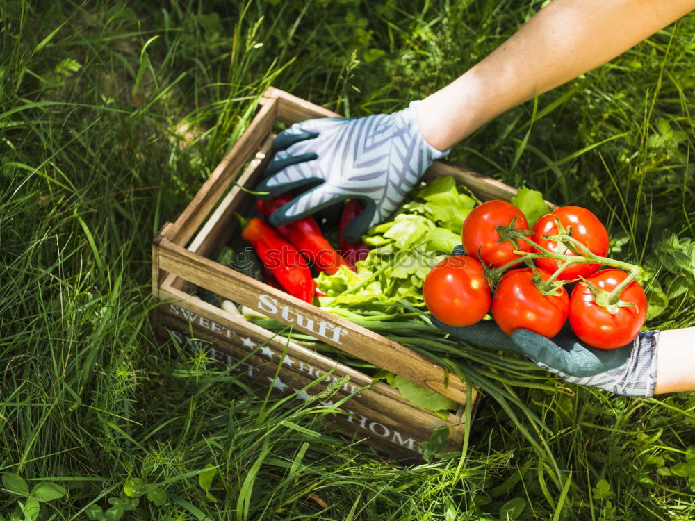 Similar – Image, Stock Photo Woman hold bunch of radishes