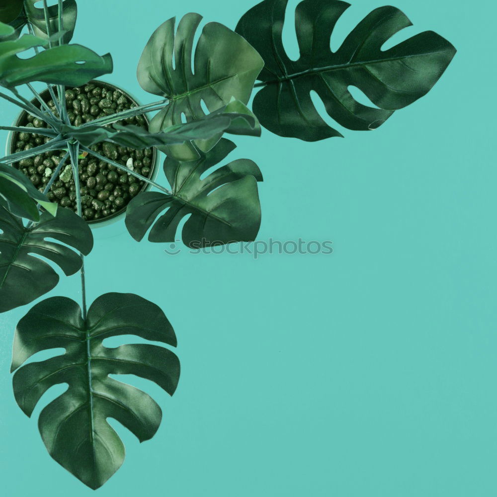 Similar – Image, Stock Photo Creative layout made of green leaves