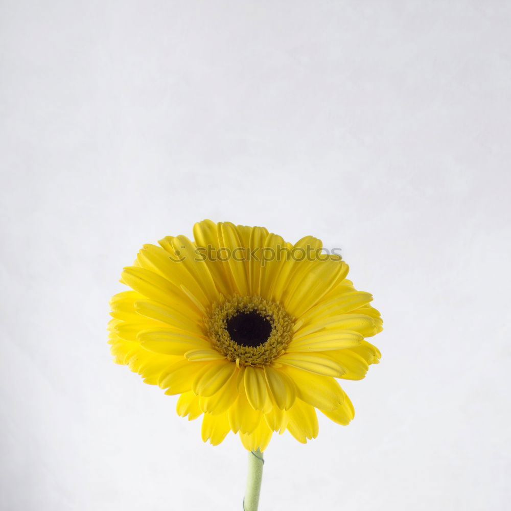 Similar – Mauerblümchen Blume Blüte