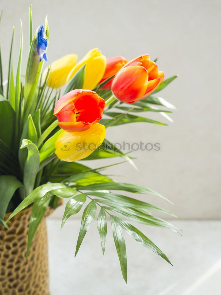 Similar – tulips Lifestyle