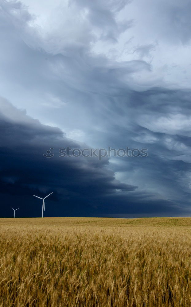 Wolken-Reich Ernte Weizen