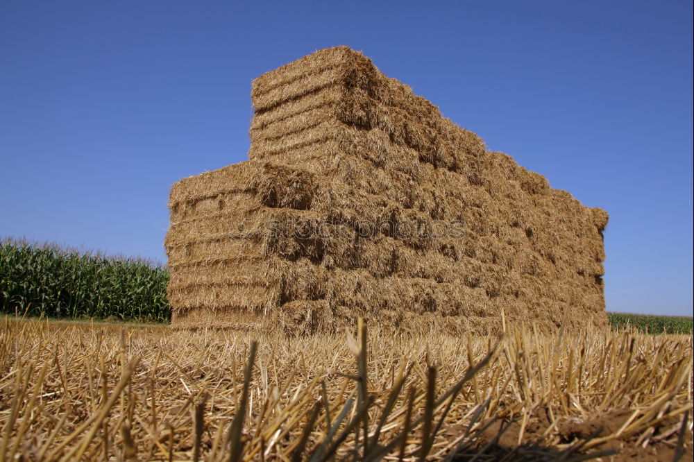 Similar – straw hut Straw