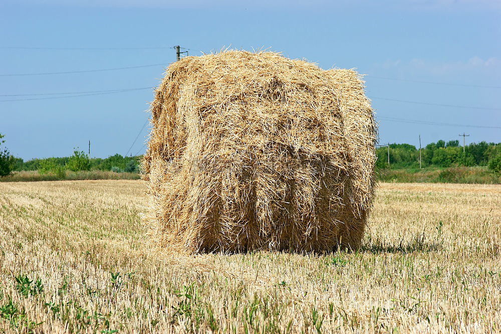 Similar – Foto Bild Der Sensenmann Feld