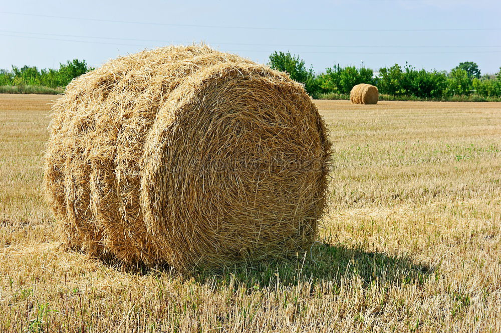 a round affair Straw