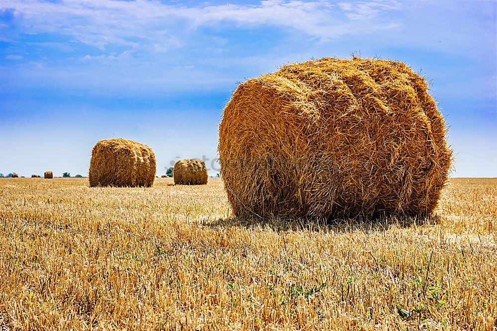 Similar – hay bales Straw Field