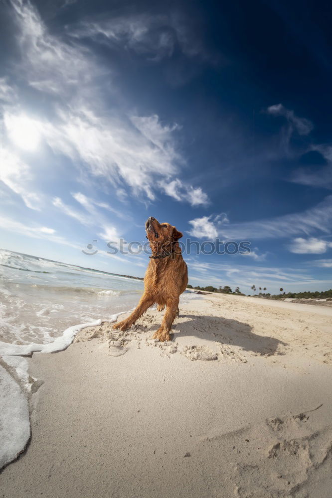 Similar – Image, Stock Photo KingOfTheBeach Dog Clouds