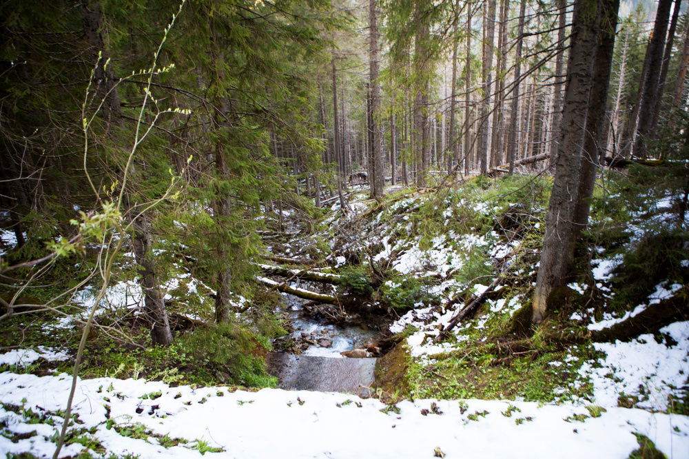 Similar – Image, Stock Photo forest cows Life