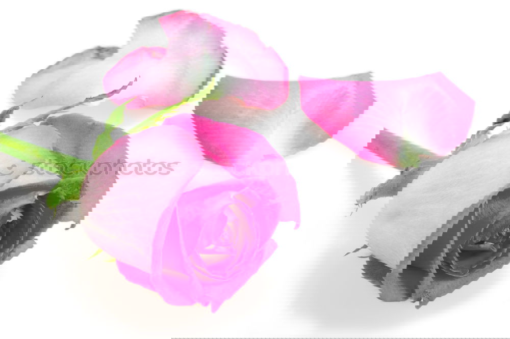 Similar – Image, Stock Photo Two tulips Fragrance