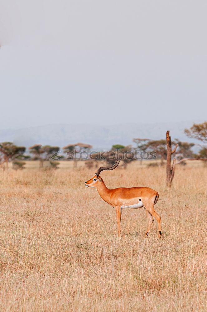 Similar – Foto Bild Wildlife Kenia Afrika