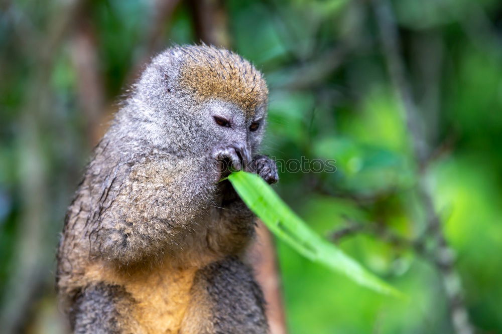 Similar – Image, Stock Photo candy Nature Animal Grass