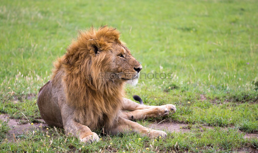 Similar – Image, Stock Photo Lion lying in the grass gaggling