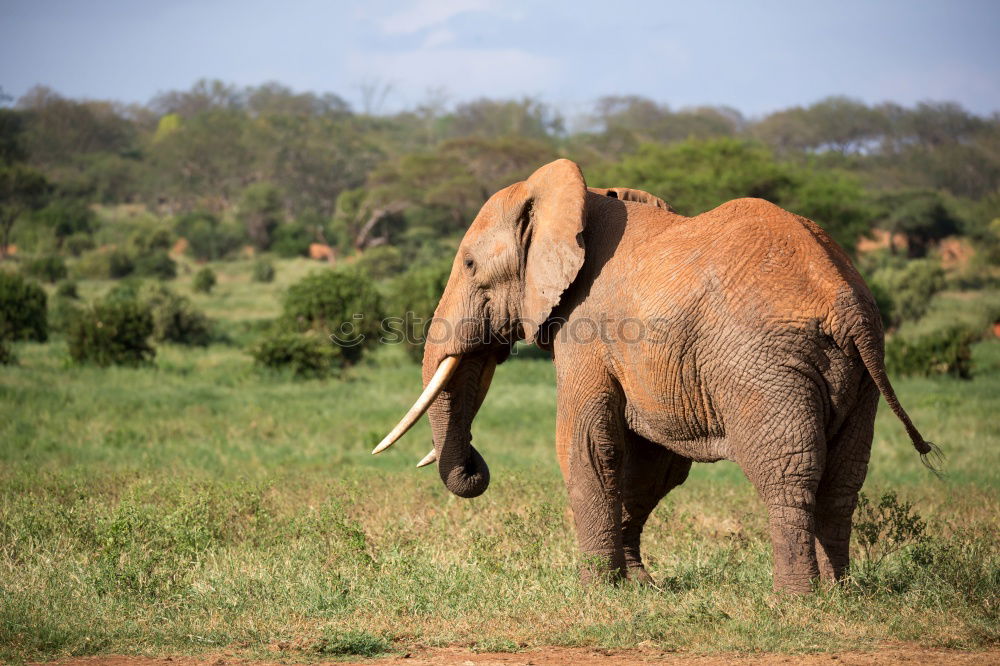 Similar – Image, Stock Photo # 845 Elephant Colossus