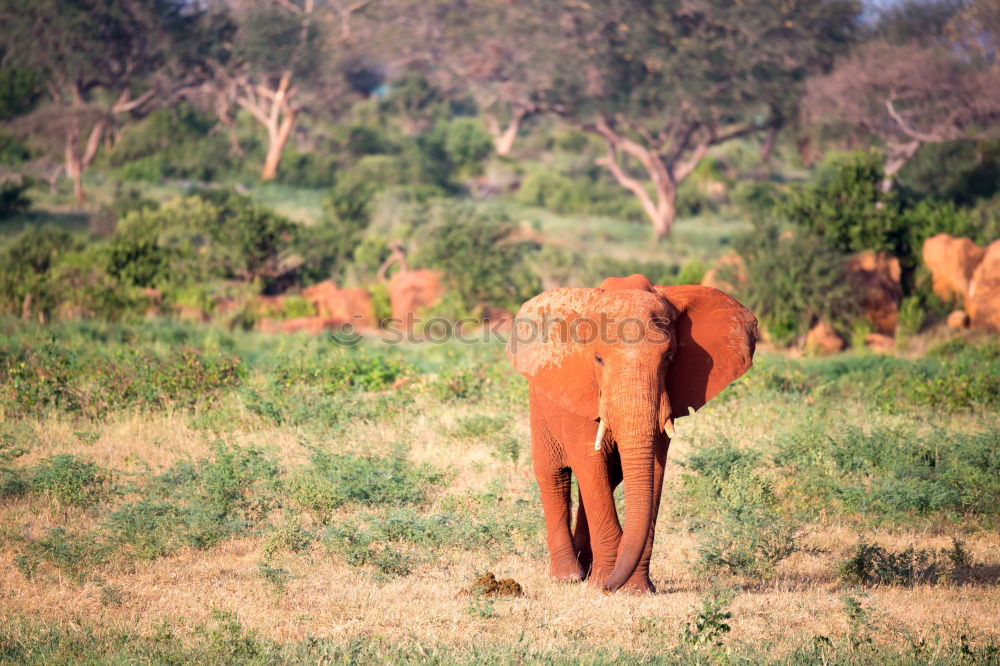 Similar – Image, Stock Photo baby elephant Elephant