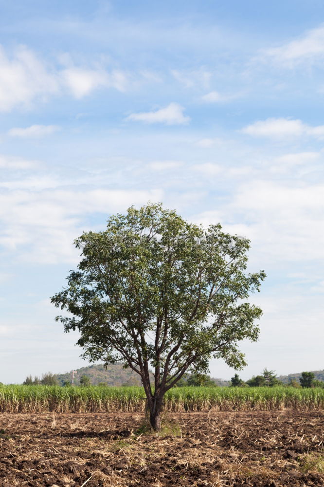 Similar – Image, Stock Photo life Tree Dry Spain Hot