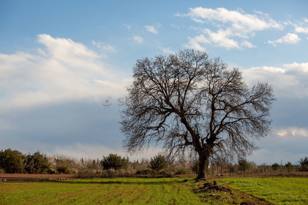 Similar – Image, Stock Photo sloping avenue Avenue Tree