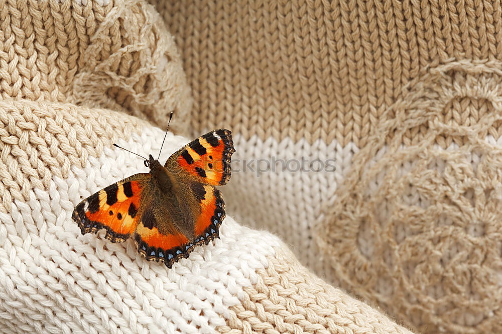 Foto Bild J’ai des butterfly…