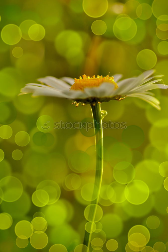 Similar – Image, Stock Photo little trees Plant Leaf