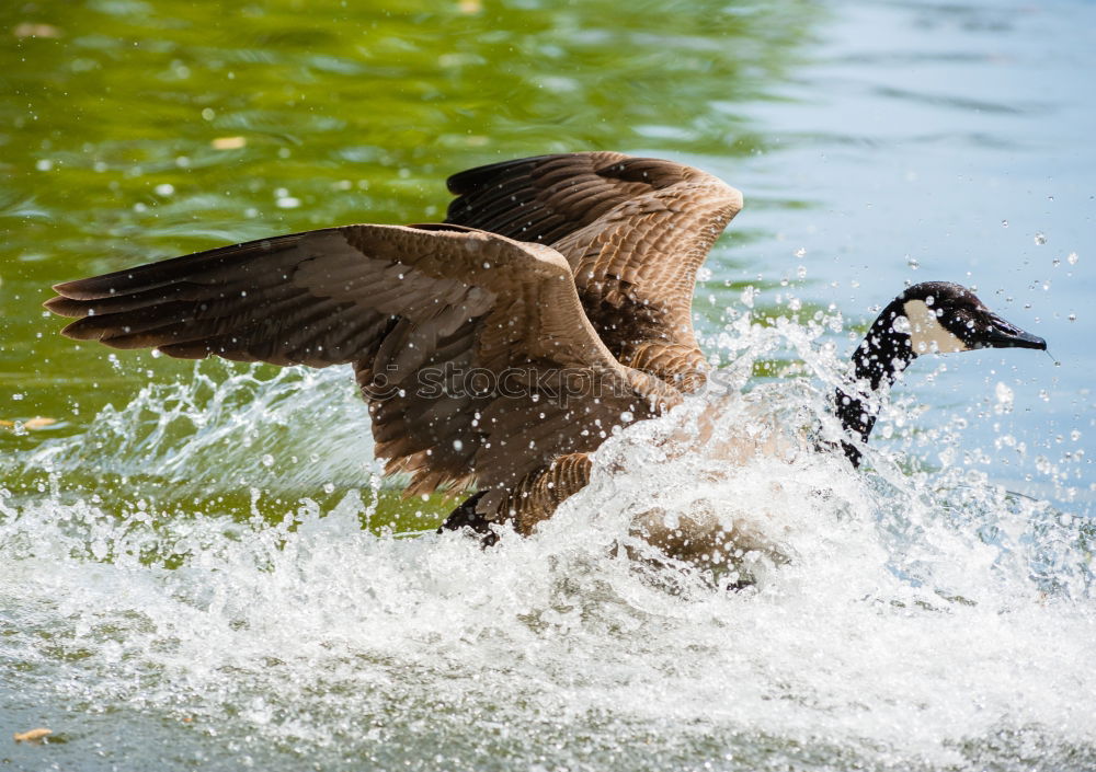 Halbe Ente Wasser Teich