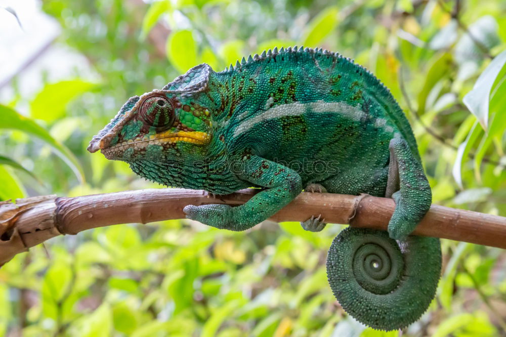 Similar – Image, Stock Photo Lizard of all colors on a trunk in a garden