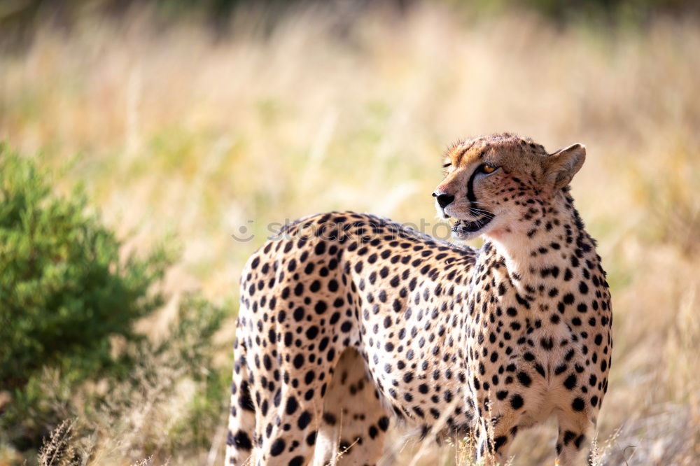 Similar – Image, Stock Photo Cheetah #4 Tourism Safari