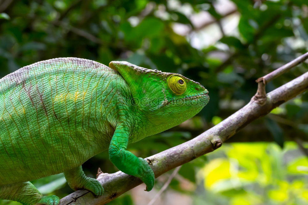 Yemen Chameleon (Chamaeleo calyptratus)