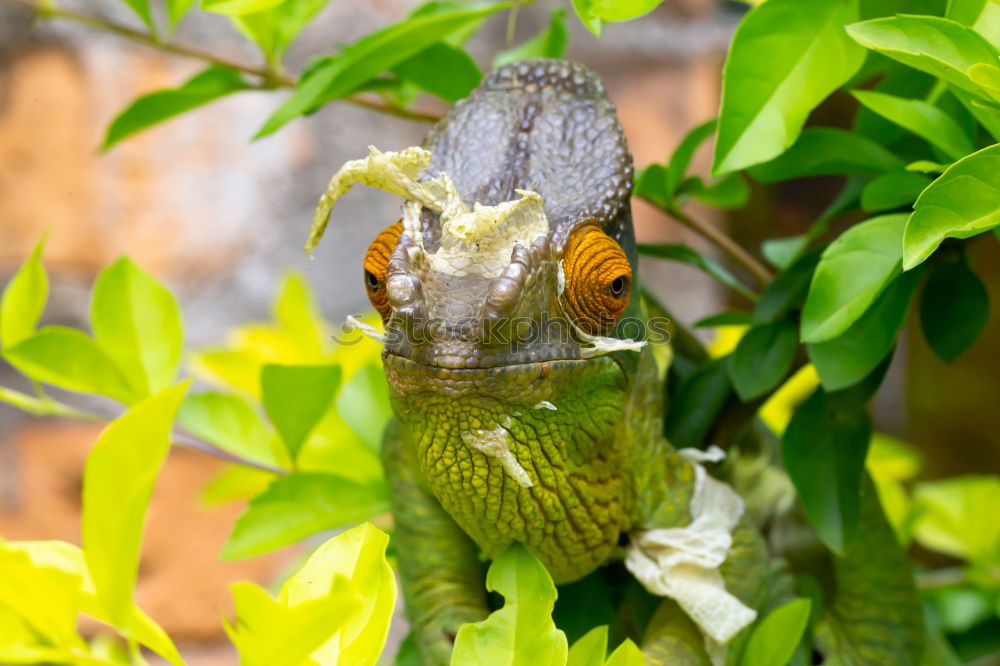 Chafer on Leaf Environment