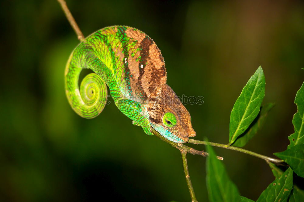 Similar – Gecko Peeking Over Leaf