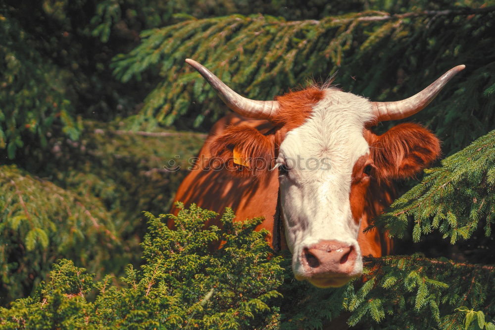 Similar – Image, Stock Photo Cow on the Rotwand Upper Bavaria