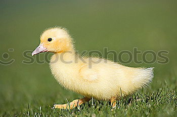 Similar – Image, Stock Photo Duckling Chick Bird