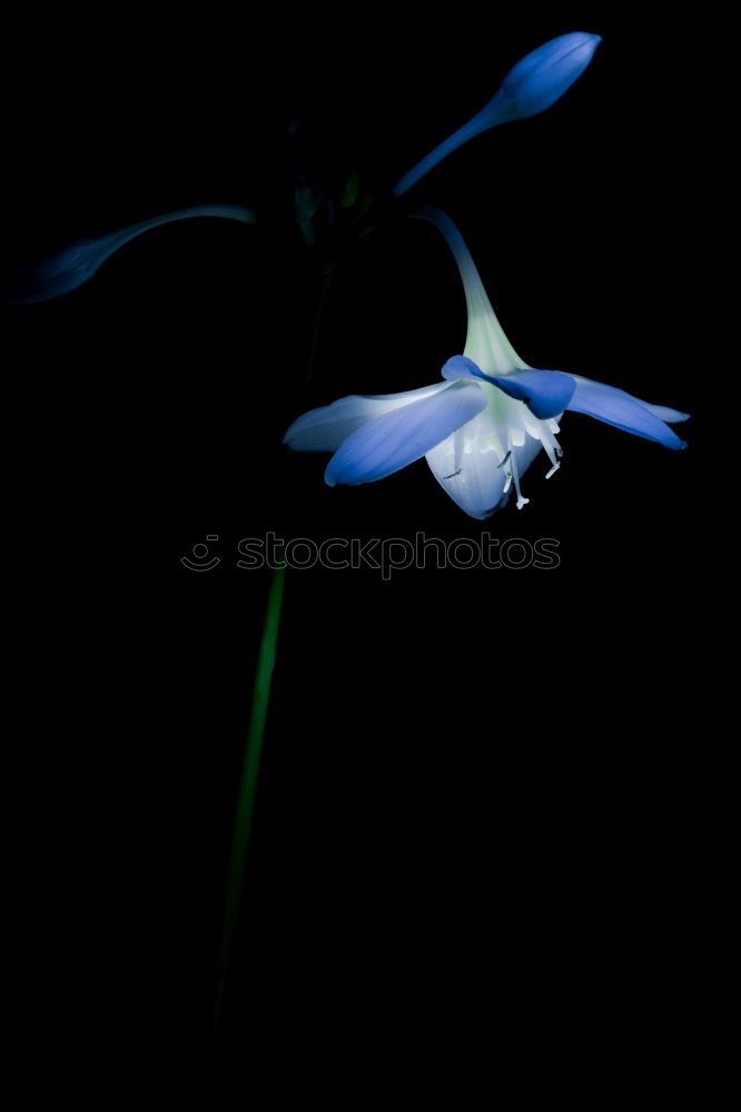 Similar – Roundleaf Bellflower, Campanula rotundifolia