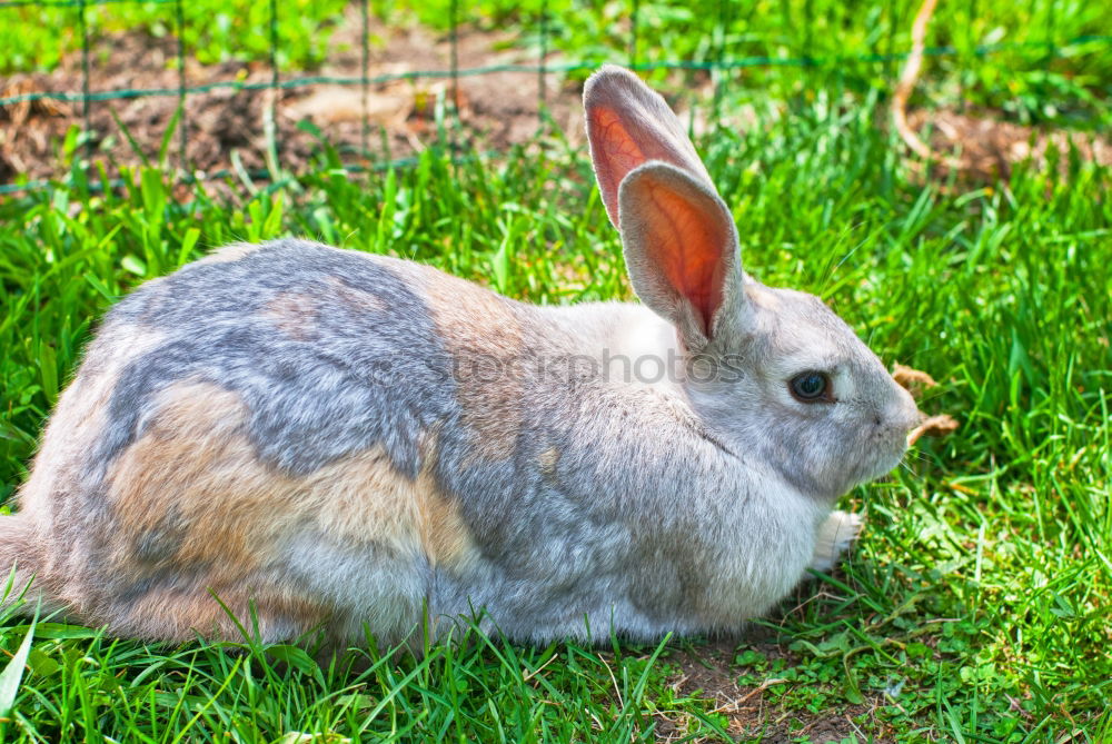 Similar – Image, Stock Photo am sooo shy Easter Hay