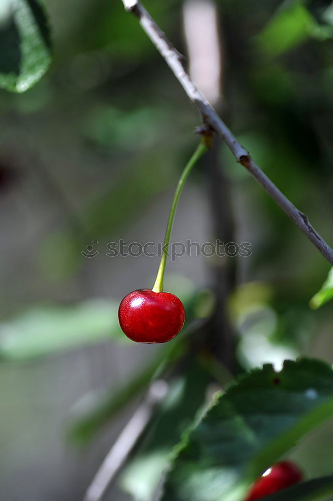 Image, Stock Photo rose hips Dog rose