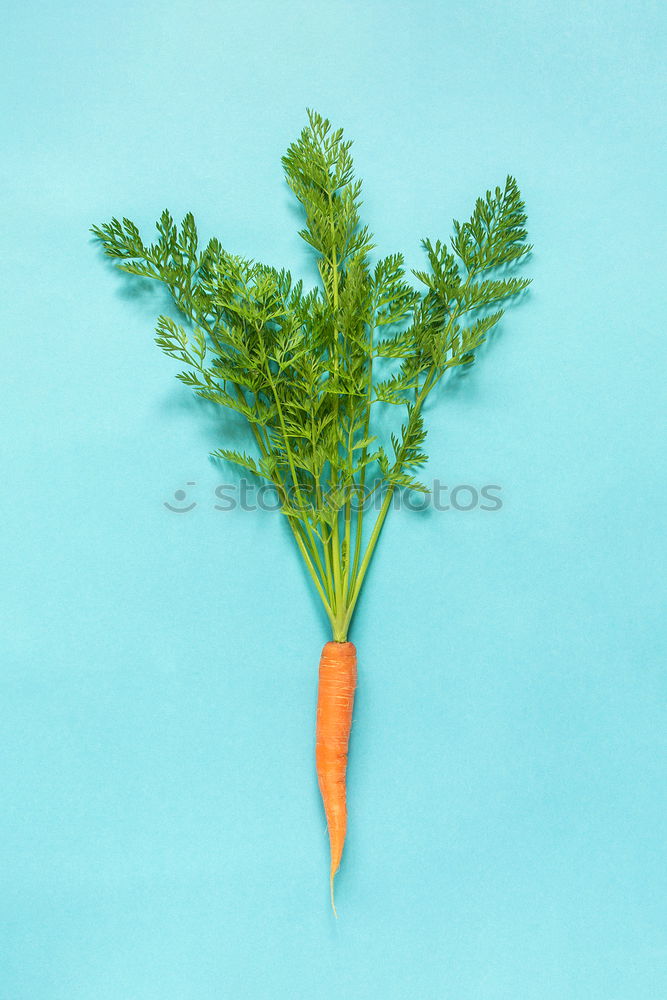 Image, Stock Photo Carrot cut into slices on blue background. Flat lay.