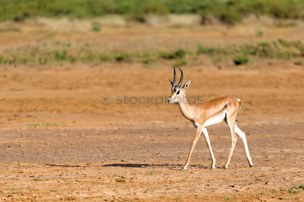 Similar – Thomson gazelles grazing