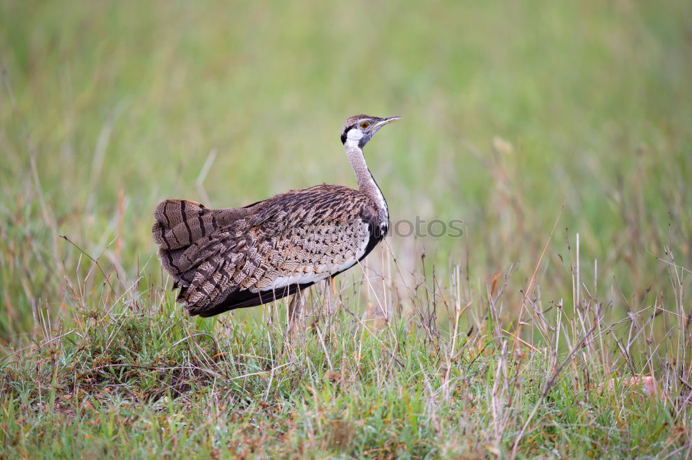 Similar – Image, Stock Photo pheasant hen Agriculture