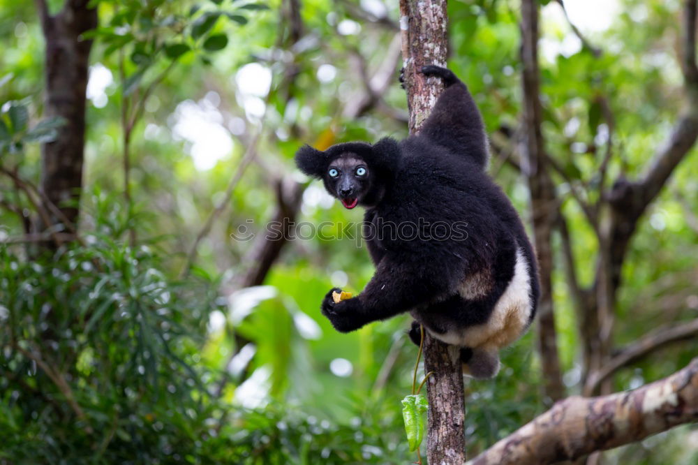 Similar – Image, Stock Photo koalalalala SECOND Tree