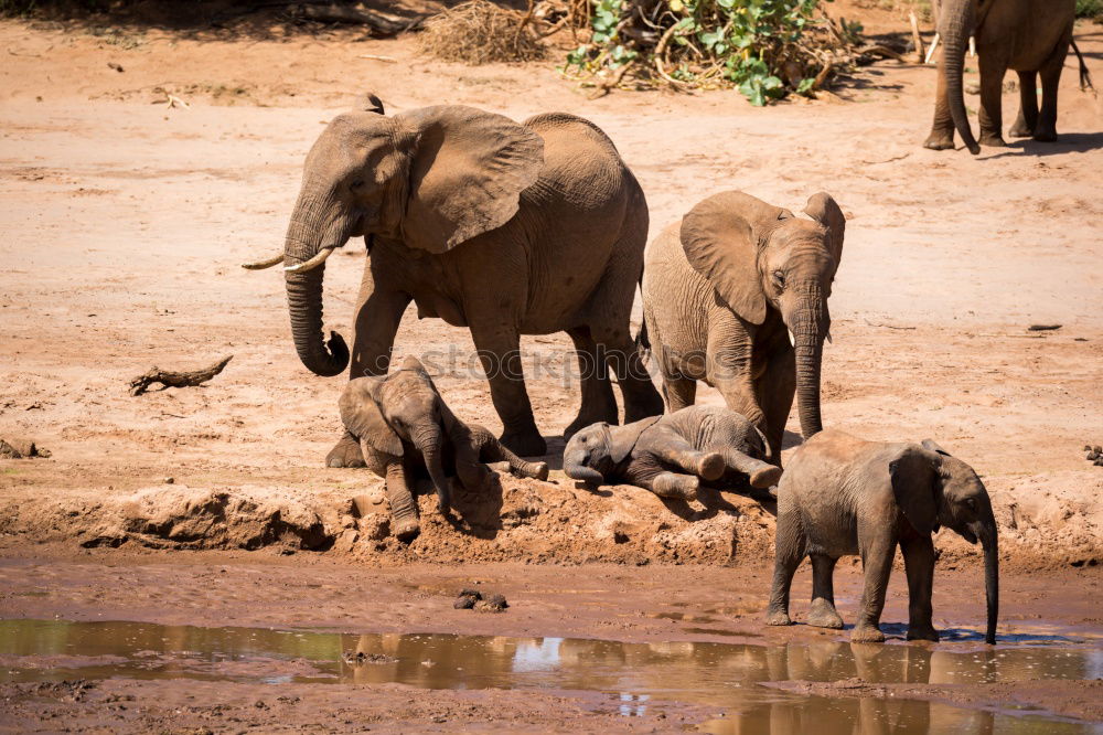 Image, Stock Photo Elephants in the addo elephant national park