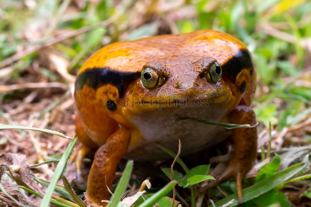 Similar – european common frog closeup