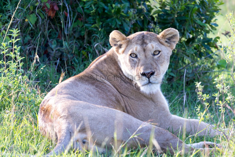 Similar – Image, Stock Photo In the view of the lioness