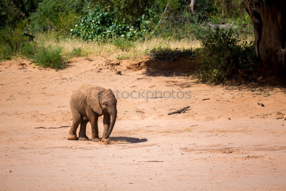 Similar – Image, Stock Photo baby elephant Elephant